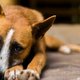 Ontroerend: hond weigert om lichaam van overleden baasje te verlaten
