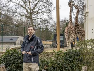 INTERVIEW. Jonas Spruyt (33), de nieuwe dierenarts van de Zoo: “Je stapt niet zomaar op een leeuw af om te kijken wat er scheelt”