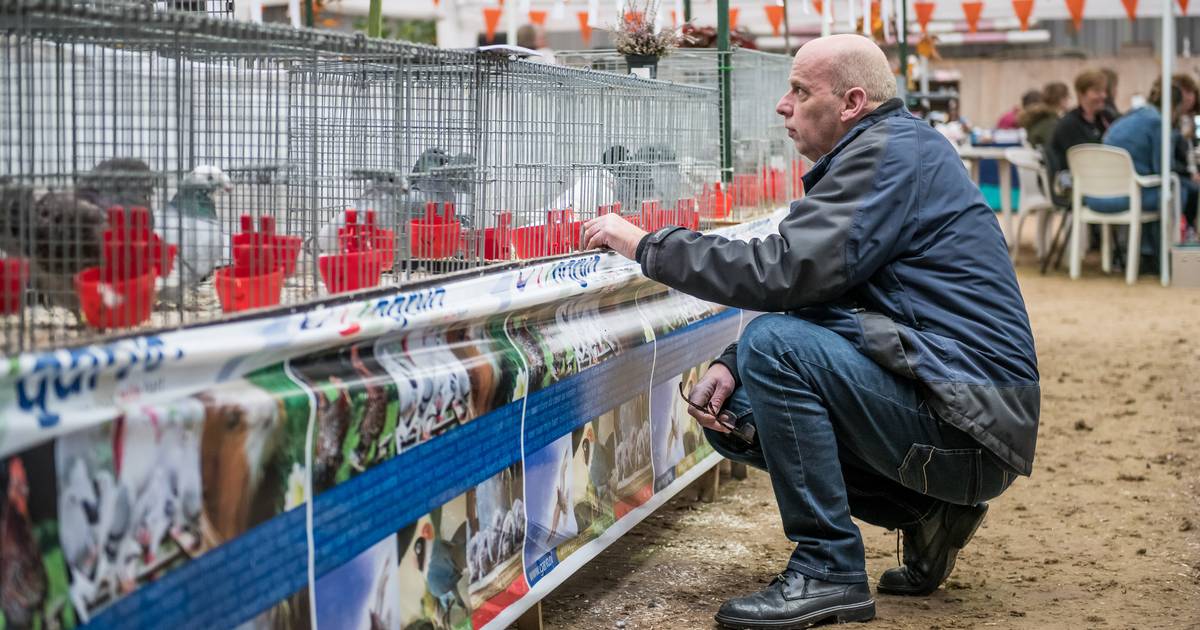 Toegang met QR-code nekt de 50ste editie Reggeshow: te veel vrijwilligers zijn afgehaakt