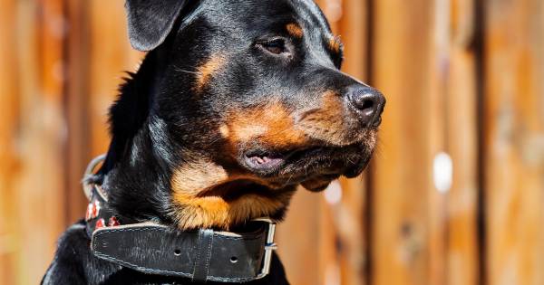 Hond wekt baasje om inbraak in Meeuwen.