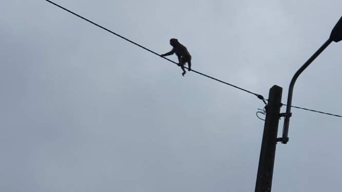 La chasse au singe continue à Charleroi: voici où il a été aperçu dernièrement et ce que l’on sait