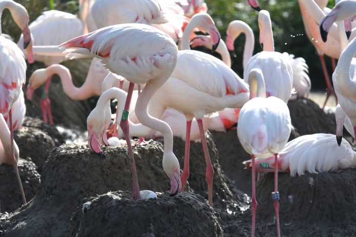 Europese flamingo's.