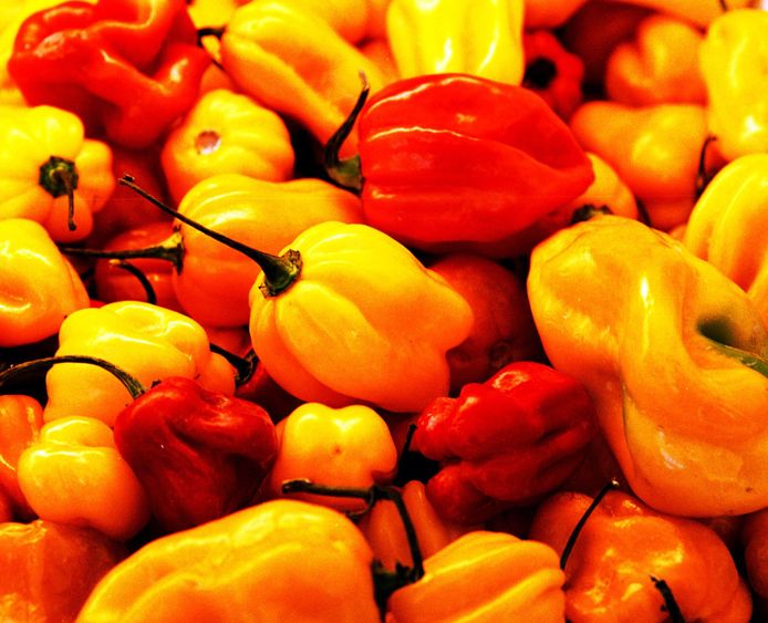 Pepers zoals de Madame Jeanette.