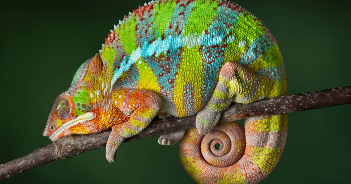 Le caméléon réorganise ses nano-cristaux pour changer de couleur ...