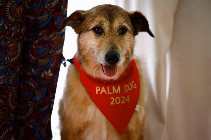 Festival de Cannes: une “Palm Dog” pour Kodi, le chien de François ...