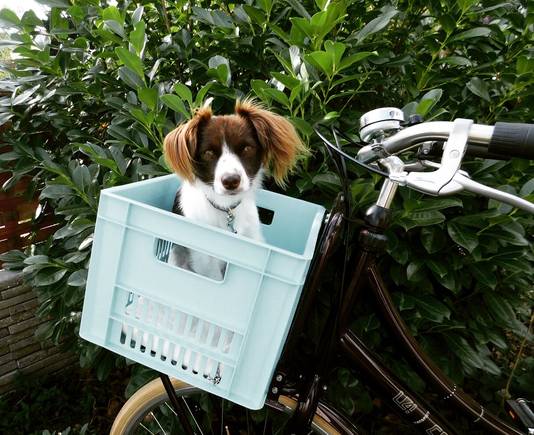 Livia in een krat op de fiets.