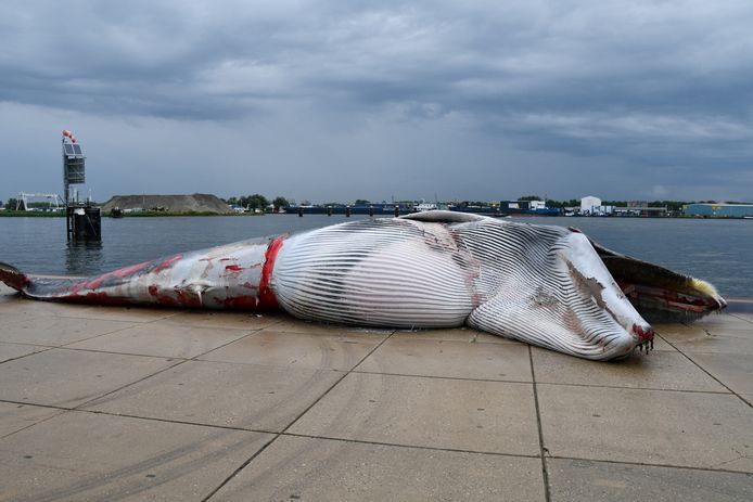 Un rorqual commun mort gît sur le quai du port de Terneuzen après avoir été trouvé sur la proue d'un navire.