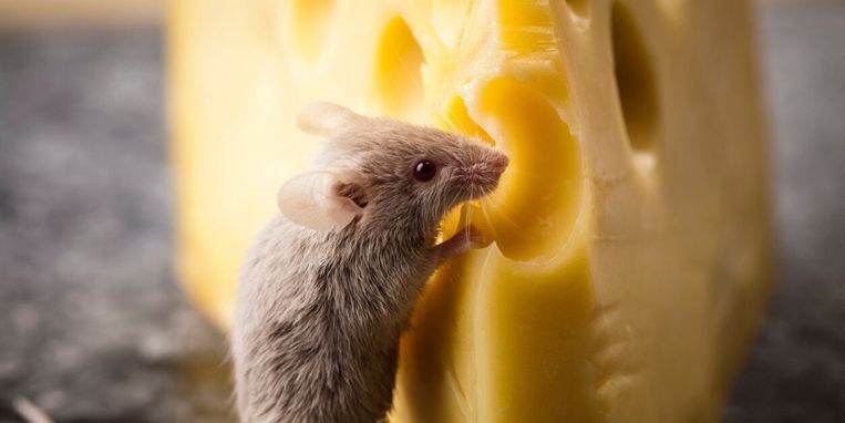 voordeel verlichten afstuderen Muizen lusten helemaal geen kaas (en dit juist wel) | Margriet