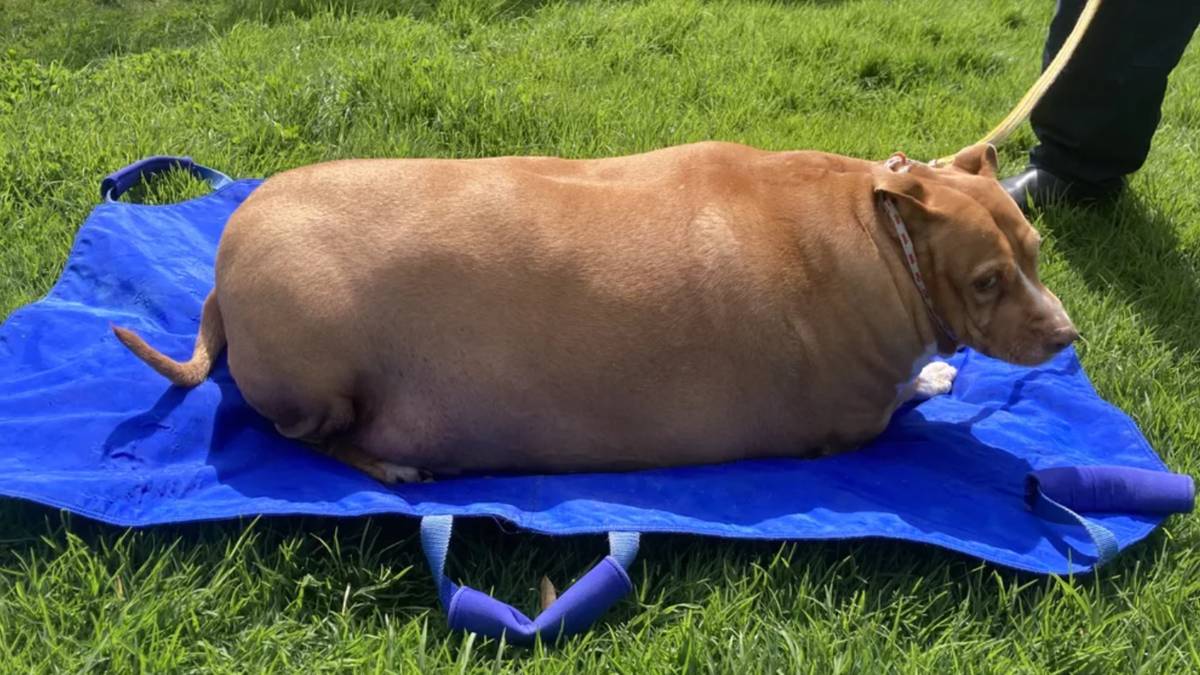 Vrouw gearresteerd voor doodmesten hond: “Een van de meest obese dieren die  we ooit zijn tegengekomen” | Buitenland | hln.be