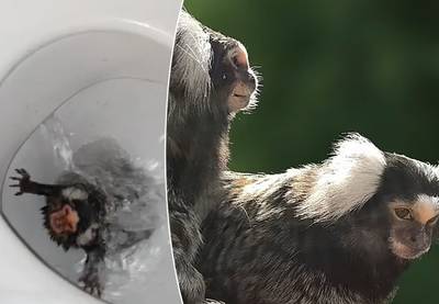 Dierenrechtenactivisten redden aapje dat bijna door toilet werd gespoeld en cocaïne aangeboden kreeg