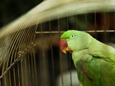 Un perroquet témoin d'un meurtre permet à la justice de résoudre une affaire: deux Indiens condamnés à la prison à vie