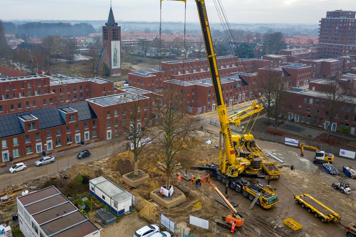 De laatste 4 bomen van het oude Lavendelplein in de Kruidenbuurt in Eindhoven worden verplaatst naar het nieuwe Laurierplein in de vernieuwde wijk.