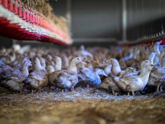 “Meest verwoestende" vogelgriepseizoen in Europese geschiedenis
