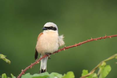 Zeldzame ‘Zorro-vogel’ trekt spotters naar Ooijpolder