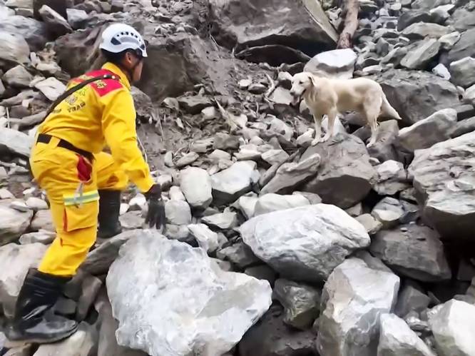 Hij was “te speels” om drugshond te worden, maar nu steelt deze labrador alle harten bij reddingsactie na aardbeving in Taiwan