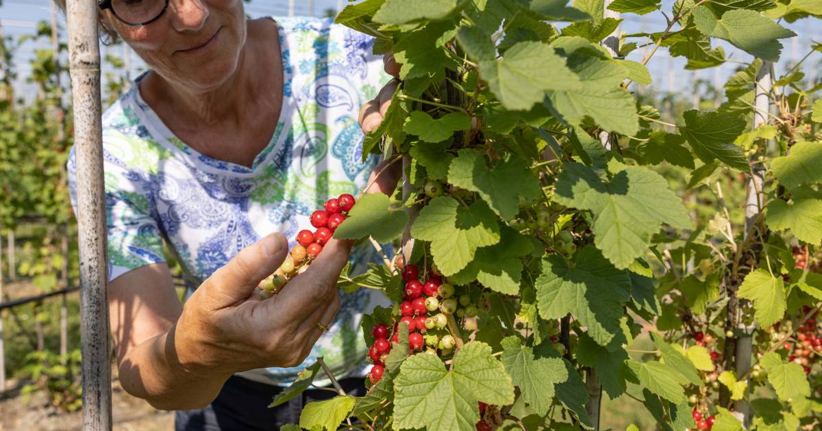 Fruitbedrijf in Kwadendamme met handen in het haar: wie helpt de rode besjes te oogsten?