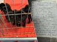 Dakloze man redt nestje puppy’s en brengt ze naar asiel, zijn brief erbij grijpt recht naar de keel: “Er is nog goedheid in deze wereld”