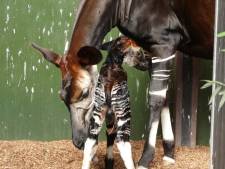 Okapi-baby Kisala groeit als kool, maar poept niet