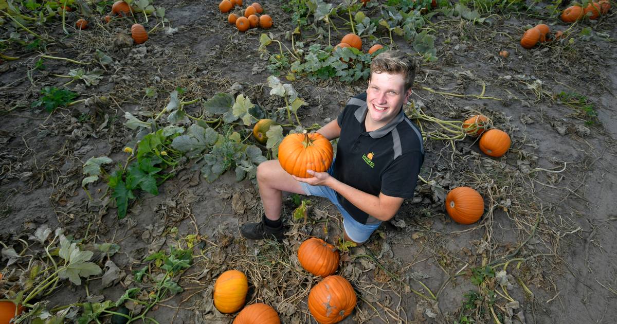 Weiland vol pompoenen in Bornerbroek: Gerben heeft dit jaar twee hectare vol