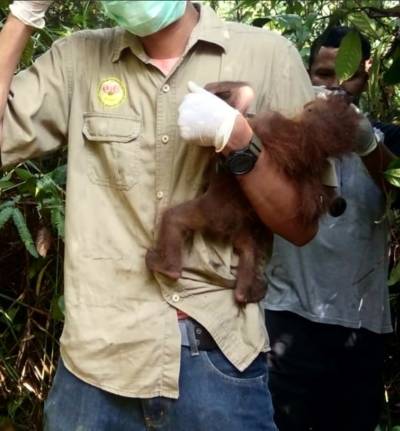 Orang-oetanjong sterft van honger nadat moeder met kogels wordt verminkt