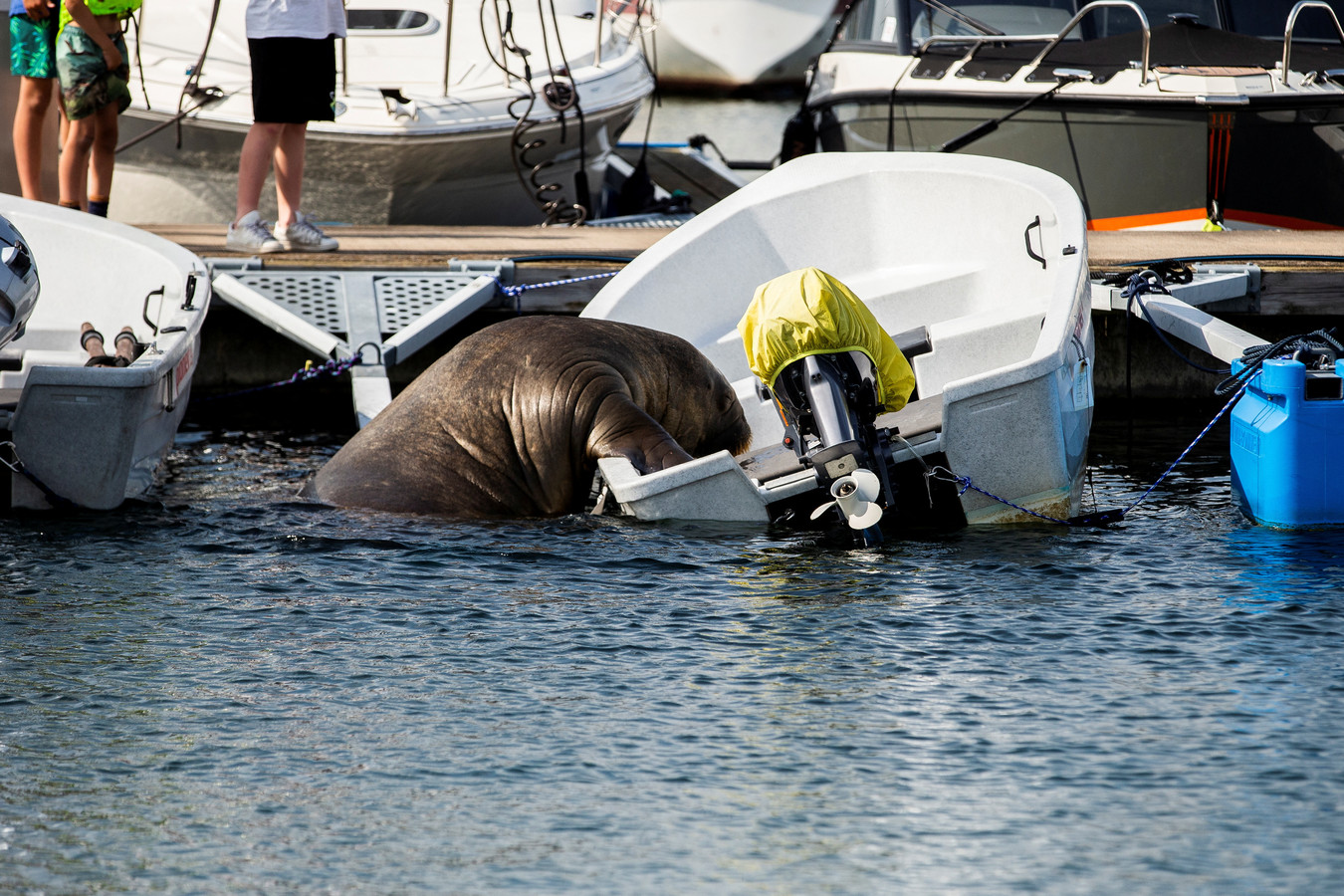 De walrus Freya op een van de boten.