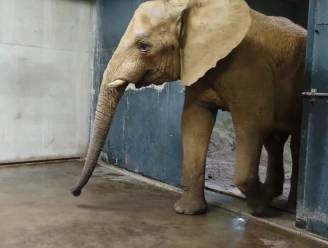 Nieuw mannetje Yambo doet stévig zijn best: drie drachtige olifanten in Safaripark Beekse Bergen