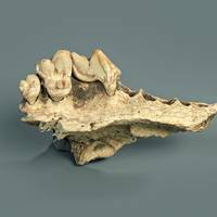 Nieuwe DNA-doorbraak bewijst: hond leefde al 15.800 jaar geleden met de mens samen