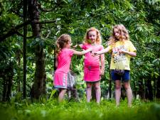 Overal kersen in de Hoeksche Waard, maar ook veel afsluitingen: ‘Seizoen naar de knoppen’