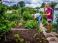 Uitgebreid onderzoek naar PFAS in moestuinen binnen en buiten een straal van 1 kilometer van Chemours
