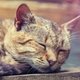 Opgelet: dierenasiels waarschuwen voor dodelijke kattenziekte