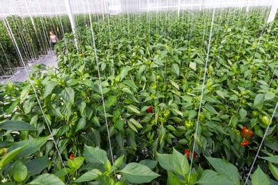 Paprika's in kassen Lavallestraat maken plaats voor aardbeien, Kwekerij Moors breidt uit in Heusden