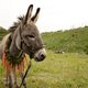 De hartverscheurende lotgevallen van de ezel in ‘EO’ grijpen even diep in het gemoed als die van Bambi