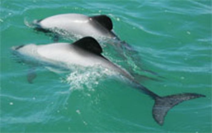 De Maui-dolfijn is de kleinste en zeldzaamste dolfijn de wereld.