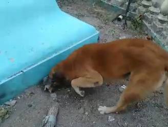 Hond Die Levend Werd Begraven Door Zijn Baasje Klautert Uit Graf Dieren Hln Be