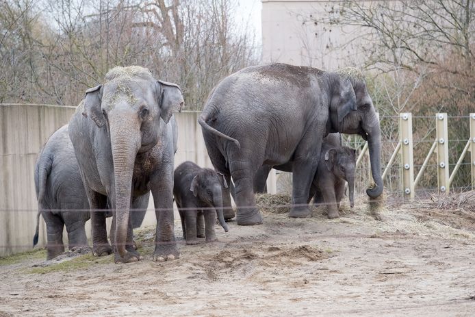 MUIZEN - babyolifanten mogen voor het eerst naar buiten in Dierenpark Planckendael - AVH - Foto David Legreve