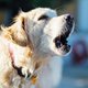 Dien je klacht in tegen een buur met een hond die te luid blaft? ‘Frustraties zijn niet na een gesprek van vijf minuten aan de deur opgelost’