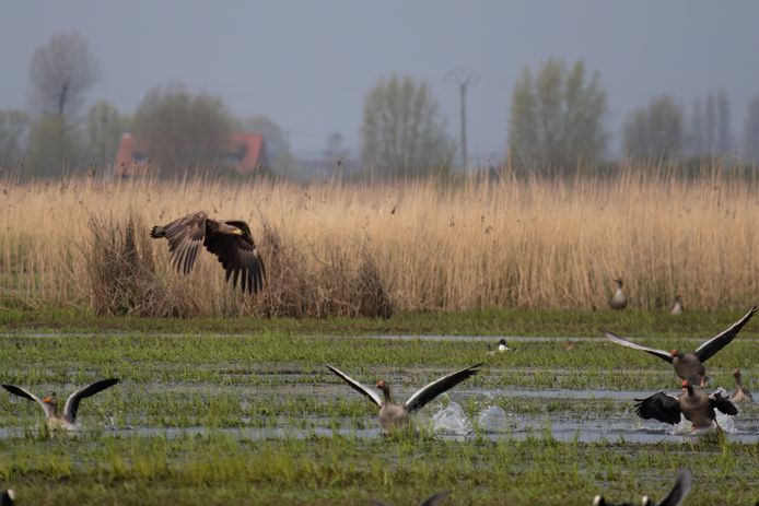 In winter, a pair of sea eagles is provided with adequate food by wintering geese.