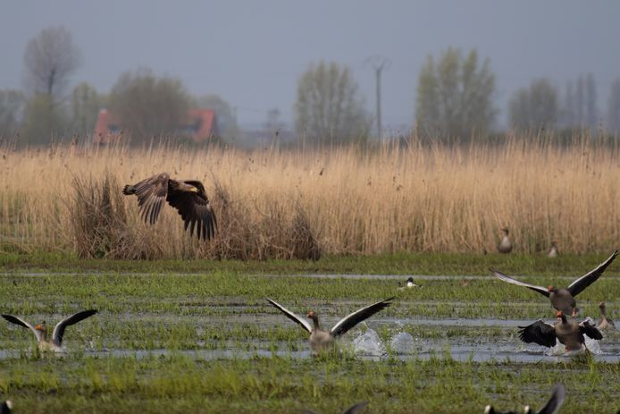 In de winter is er voor het koppel zeearenden voldoende eten door de overwinterende ganzen.