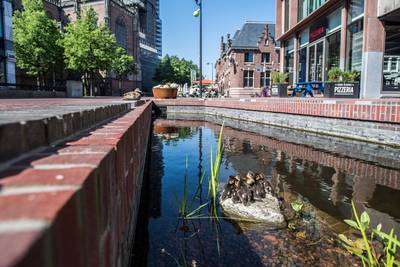 Arnhemse Jansbeek en Nijmeegse pelgrimsroute vallen in de prijzen