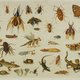 Onderkruipsels in het Rijksmuseum: hoe de insectenwereld vanuit de mest in de schilderkunst belandde