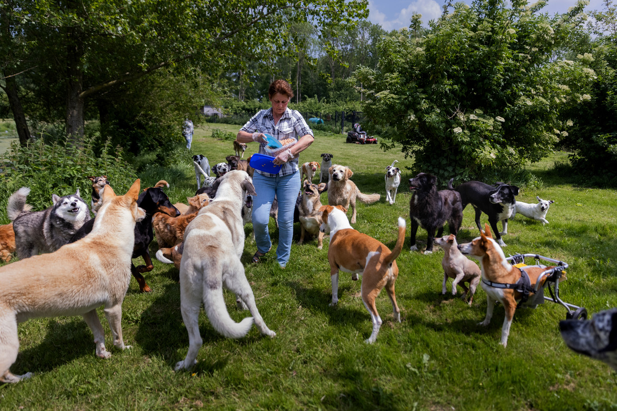 Alice van Duijn van het Dierentehuis in Almere vangt allerlei ‘niet-plaatsbare' dieren op. Beeld Herman Engbers