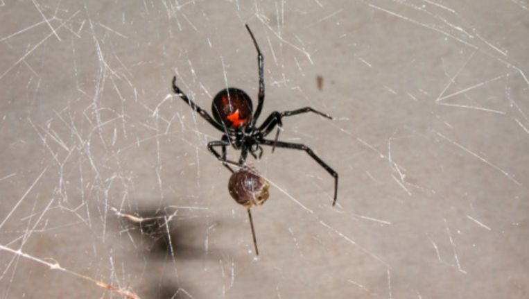 Zwarte weduwe duikt vanuit Mexico op in Maaslands bedrijf De