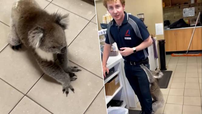 "Ik weet niet hoe ik hem van jou moet krijgen!": koala kiest winkelmedewerker uit als nieuw vriendje
