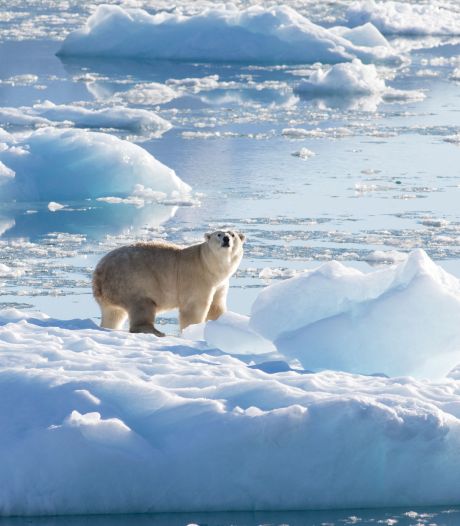 Une nouvelle population d'ours polaires découvertet au Groenland, un espoir pour l’espèce