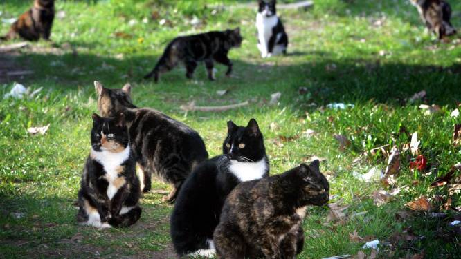 Opvang zwerfkatten Boxtel stopt in Den Bosch: ‘Het wordt te veel’