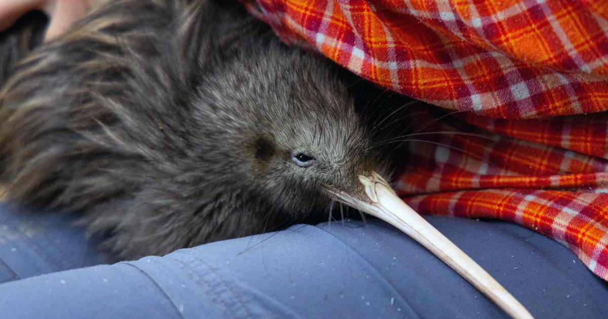 New Zealanders furious with Miami zoo over treatment of national pet: kiwi under bright light |  Abroad