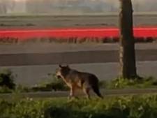 Bijzonder beeld: wolf rent in de polder langs tulpenveld