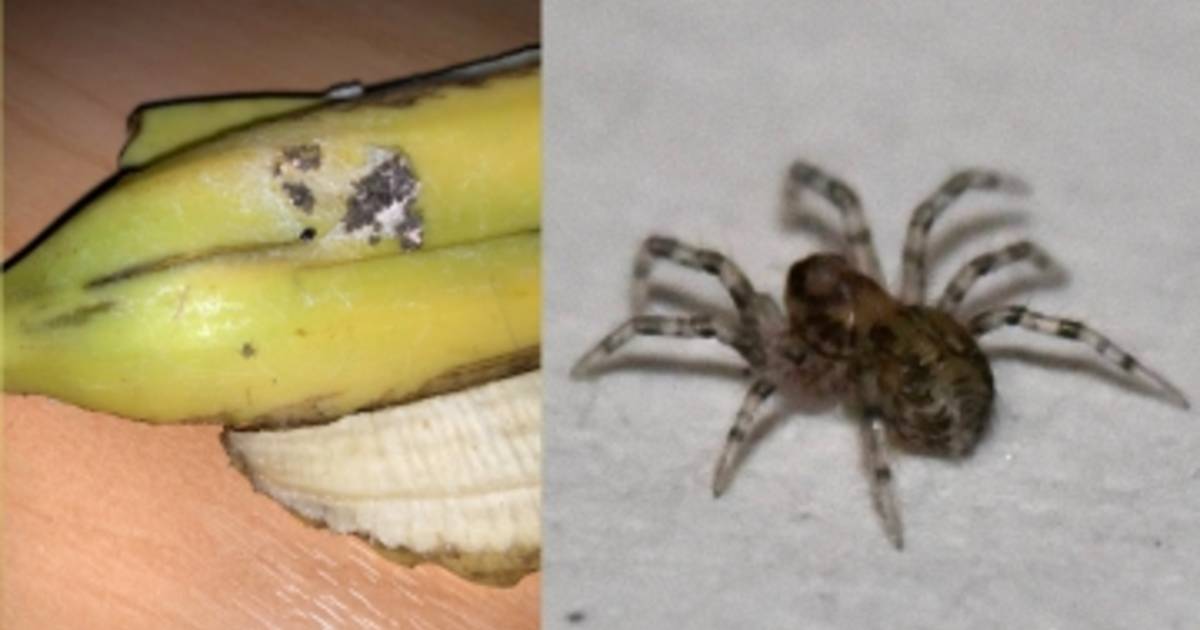Il Decouvre Des Araignees Mortelles Dans Ses Bananes Video 7sur7 Be