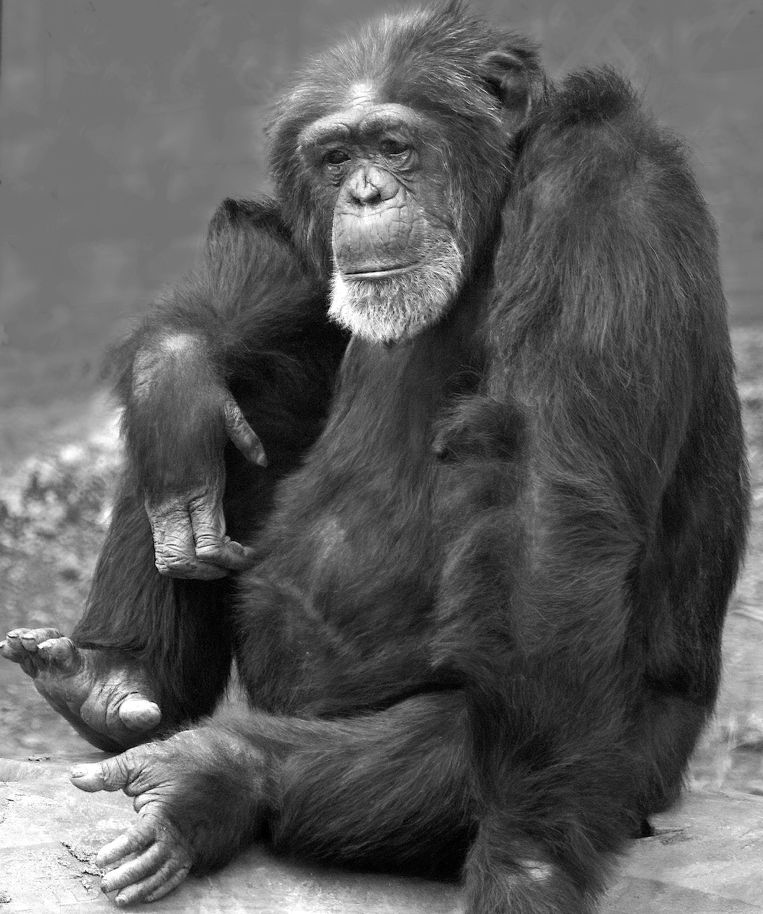 Donna, een chimpanseevrouwtje dat veel trekken van een man heeft. De Waal deed onderzoek naar haar.  Beeld Frans de Waal