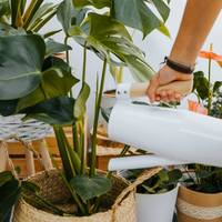 Dit zijn de ideale planten voor mensen zónder groene vingers